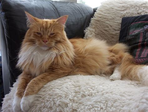 Maine coon personality is very interesting. Facts About Maine Coon Cat