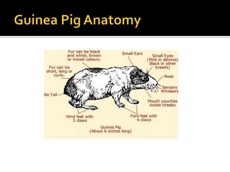 Ppt Guinea Pigs Powerpoint Presentation Free Download Id2329882