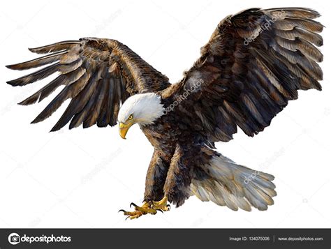 Eagle Landing Drawing At Getdrawings Free Download