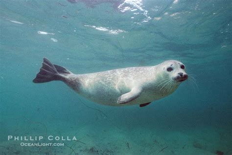 Species Of True Seals Education Under The Sea