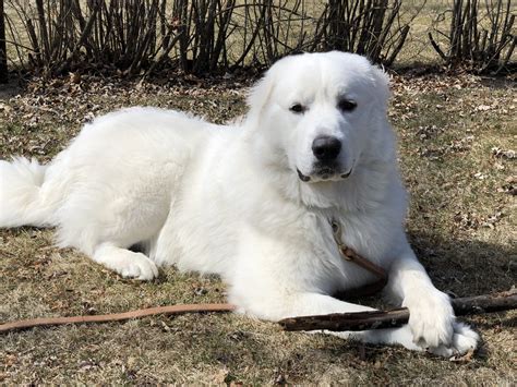 We did not find results for: Great Pyrenees Big White Dog Breeds - Pet's Gallery