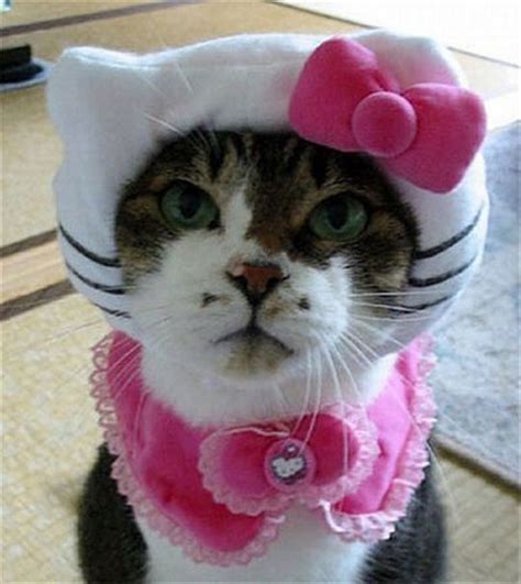 Irti Funny Picture 609 Tags Humiliated Cat In Mask Head