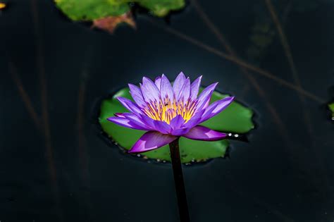 Purple Lotus Flower Free Photo On Pixabay Pixabay