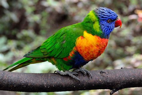 Download dengan mudah dan cepat di perangkat anda. Gambar Burung Beo Berwarna - Gambar Burung