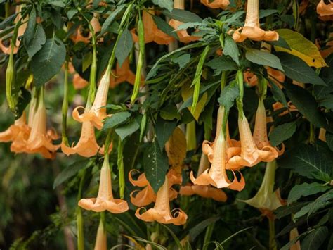 Overwintering Brugmansia Plants Learn About Brugmansia Cold Hardiness