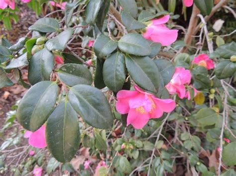 plantfiles pictures hybrid camellia koto no kaori camellia by palmbob