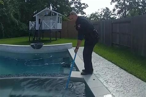 Say What Police Remove Trespassing Alligator From Resident’s Hot Tub
