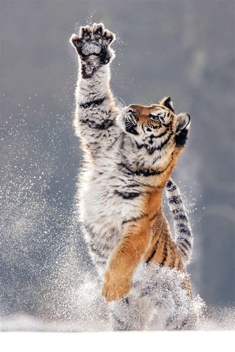 Awe Inspiring Images Of Tiger Playing In The Snow Storytrender