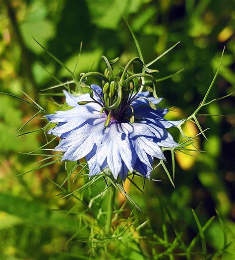 How To Grow Nigella Damascena Growing Love In A Mist Plants Naturebring