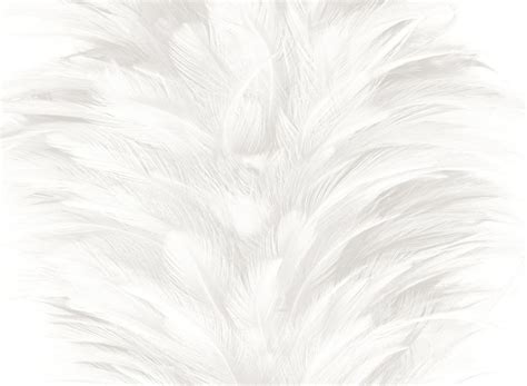 Premium Photo White Feather Texture Background