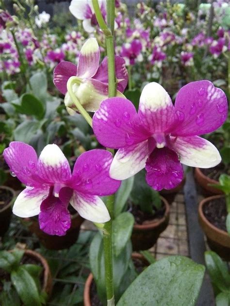 Jenis Jenis Bunga Anggrek Dan Gambarnya Jual Anggrek Nugraha Orchid