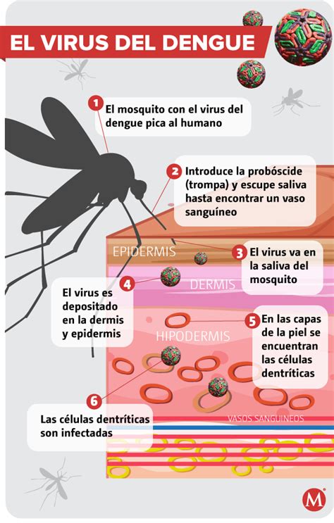 Dengue Qu Es S Ntomas Tratamiento Y Prevenci N