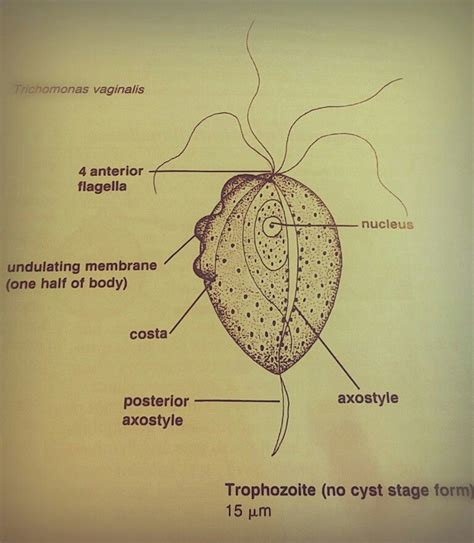 Trichomonas Vaginalis Trophozoite No Cyst Diagram Medical Lab