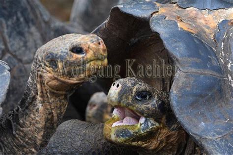 60070849 Close Up Of Giant Tortoises At The Charles Darwin Flickr