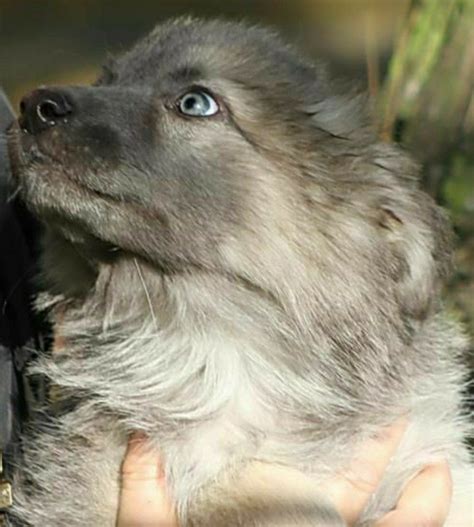 Explore 10 listings for blue german shepherd puppies for sale uk at best prices. German Shepherd Puppy in 2020 | Dogs, Blue german shepherd, Dogs and puppies