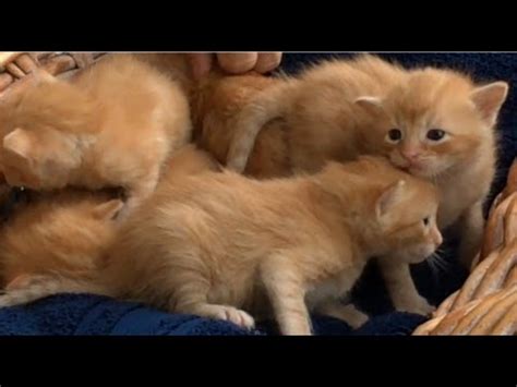 It's the only place in our house that we have carpet but i'd really like to stop this from. Basket of 2 week old meowing #kittens - YouTube