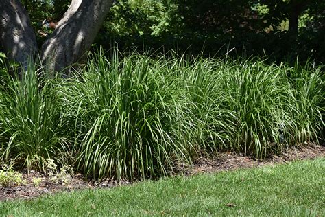 Korean Reed Grass (Calamagrostis brachytricha) in Columbus Dublin