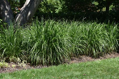 Korean Feather Reed Grass Calamagrostis Brachytricha In Inver Grove