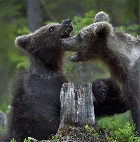 Brown Bear Cubs Playfully Fighting Stock Photo Image Of Grass