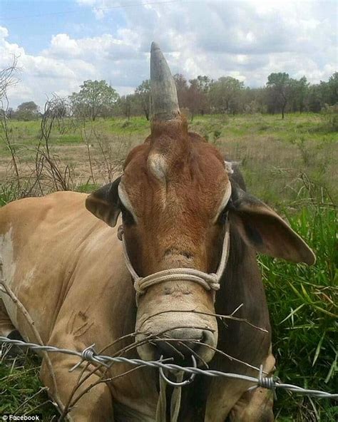 One Of A Kind Bull Has A Single Horn Growing Out Of The Middle Of Its