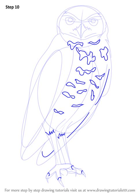 Remember to start out light. Learn How to Draw a Burrowing Owl (Birds) Step by Step ...