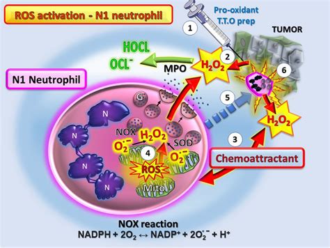 Schematic Diagram Showing The Steps Of N1 Neutrophil Activation