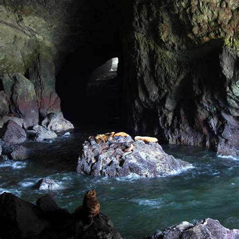 Sea Lion Caves In Florence Or