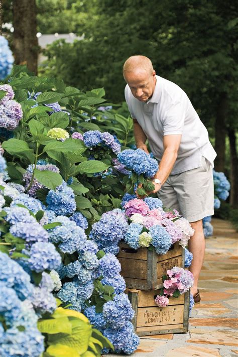 The Grumpy Gardeners Guide To Hydrangeas Growing Hydrangeas