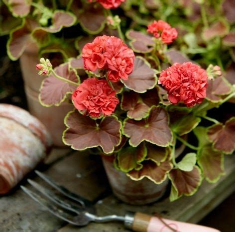 Geranium Vol Kleur En Geur Tuincentrum Groenrijk Den Bosch