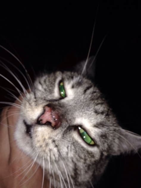 Weird Rashred Spots On My Cats Nose Thecatsite