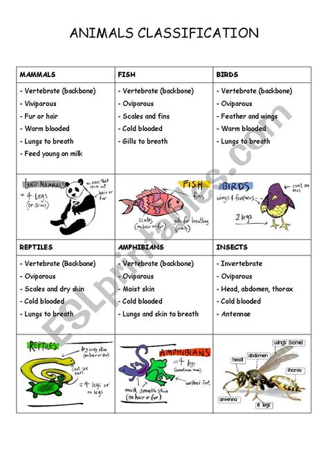 Animals Classification Esl Worksheet By Maniosita
