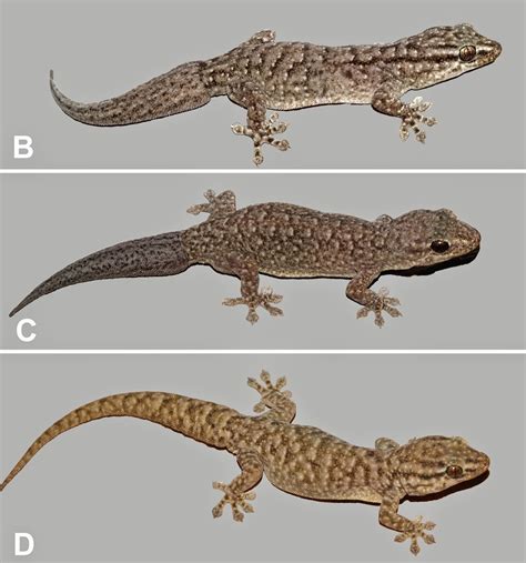 Sciency Thoughts Three New Species Of Gecko From Central Australia
