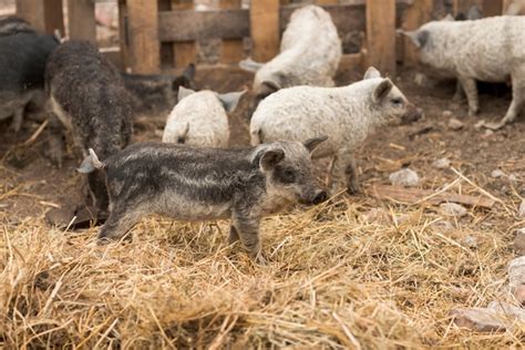 Pigs In The Sty Of A Farm Photo Free Download