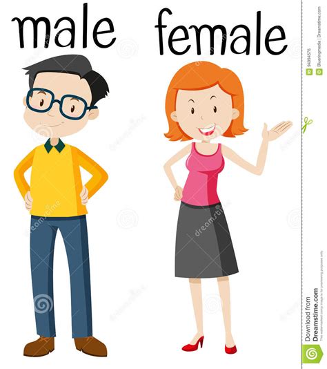 Opposite Wordcard For Male And Female Stock Vector Illustration Of