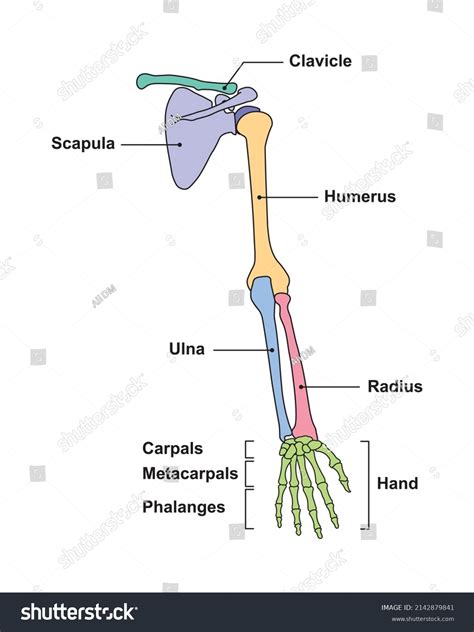 Scientific Designing Human Arm Bones Anatomy Stock Vector Royalty Free