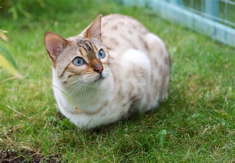 50 Sweet Bengal Cat Kitten Breed Fact Stock