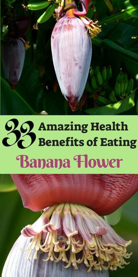 Lotus flowers are aquatic plants of the nelumbonaceae family. 33 unanticipated health benefits of banana flowers ...