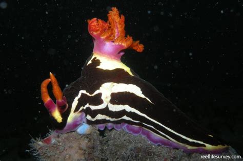 Nembrotha Purpureolineata Purple Lined Polycerid Reef Life Survey