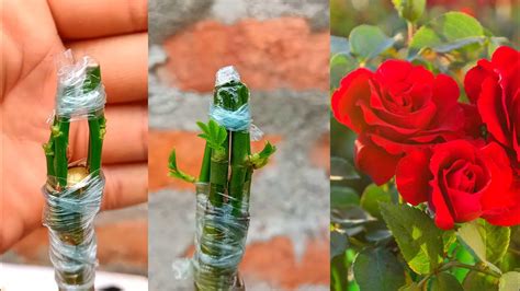 How To Graft Multiple Rose Branches On 1 Rose Plant Rose Grafting