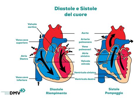 Elettrocardiogramma a cosa serve » Diagnostica Medica Veloce