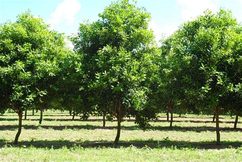 Cómo es el árbol de macadamia https jardineriaon com arbol de
