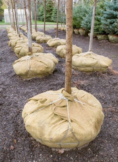 Buying And Planting A Balled And Burlapped Tree Triangle Gardener