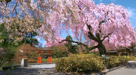Brooklyn Botanic Gardens Cherry Trees In Bloom A Virtual Stroll The