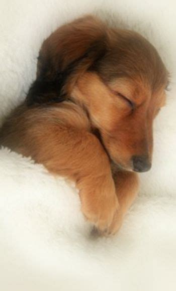 Sleeping Dachshund Puppy Stock Image Image Of Canine 38527895 Dog