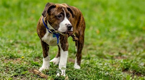 Pitbull Boxer Mix Bullboxer Breed Information Puppy Costs And More