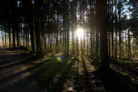 Wallpaper Nature Tree Woodland Path Woody Plant Light Sunlight