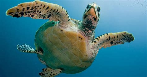 Μην υποτιμάτε τις χελώνες Καρέτα αναμετριέται στα ανοιχτά με καρχαρία