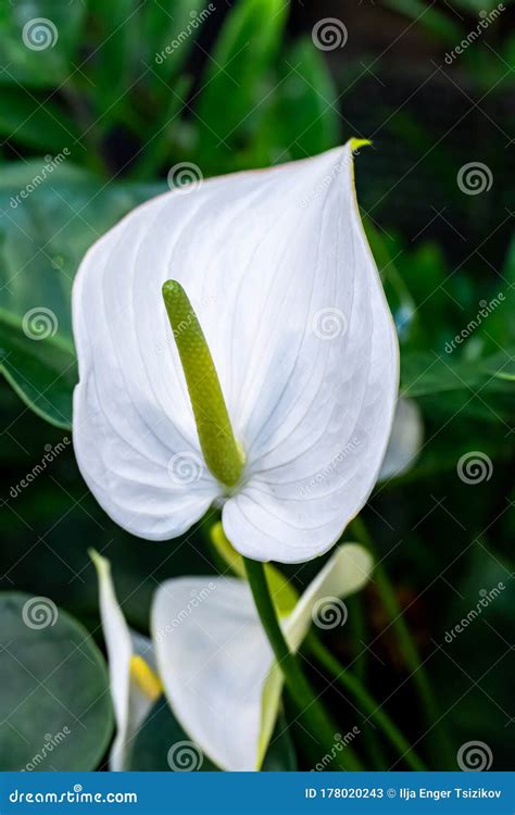 White Flamingo Flowers Anthurium Or Laceleaf Are Blooming In Garden