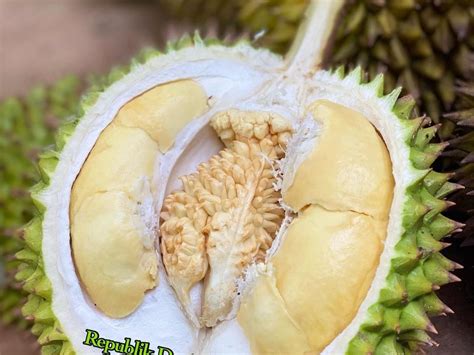 Potret Unik Durian Kembang Senduro Lumajang Ada Bunga Di Tengah Daging
