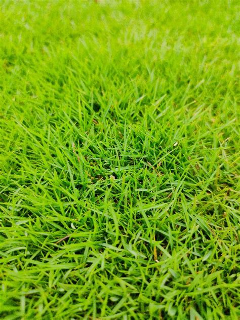 Korean Grass Lawn By Samratsoft Lawn Grass Dealer Korean Lawn Grass